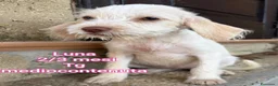 Meticcio cani in regalo: CUCCIOLI ABBANDONATI: EMERGENZA  a Città metropolitana di Milano - Annuncio 1