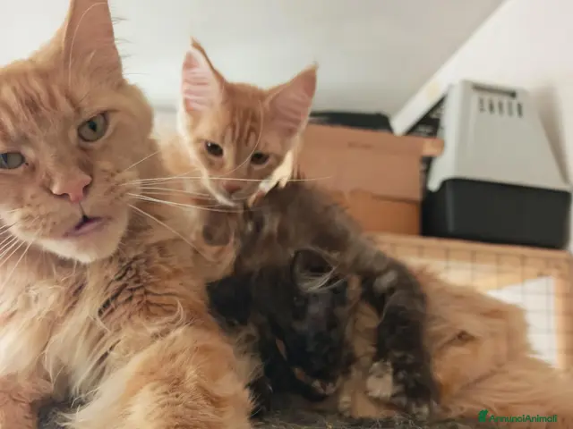 Maine Coon gatti Ultima cucciola femmina - Annuncio 2
