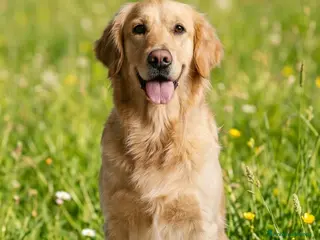 Golden Retriever cani Cuccioli in arrivo a metà aprile - Annuncio 2