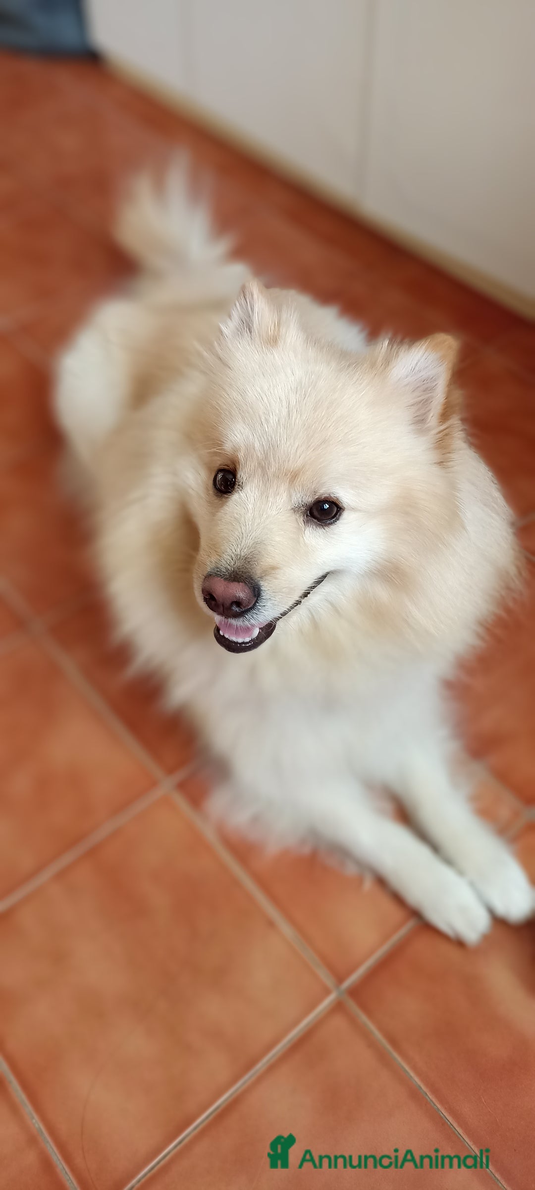 Volpino Italiano cani per accoppiamento: Volpino Italiano - Annuncio 3