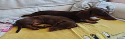 Bassotto cani in vendita: Bassotto - Annuncio 8