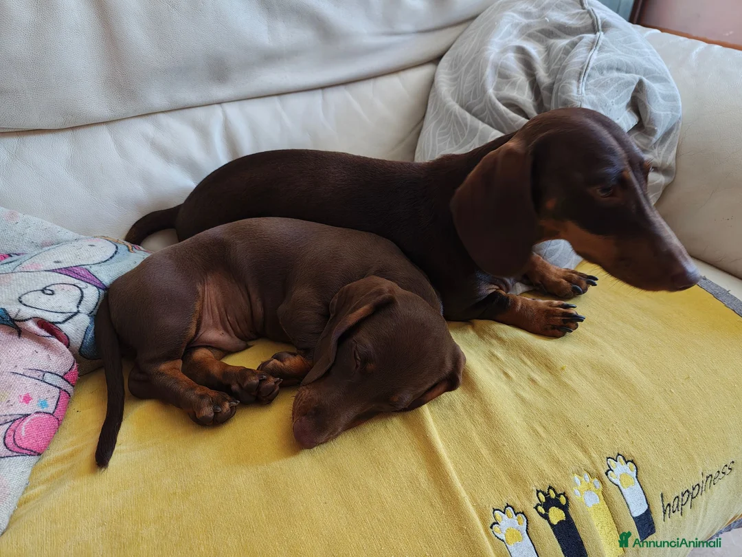 Bassotto cani in vendita: Bassotto - Annuncio 8