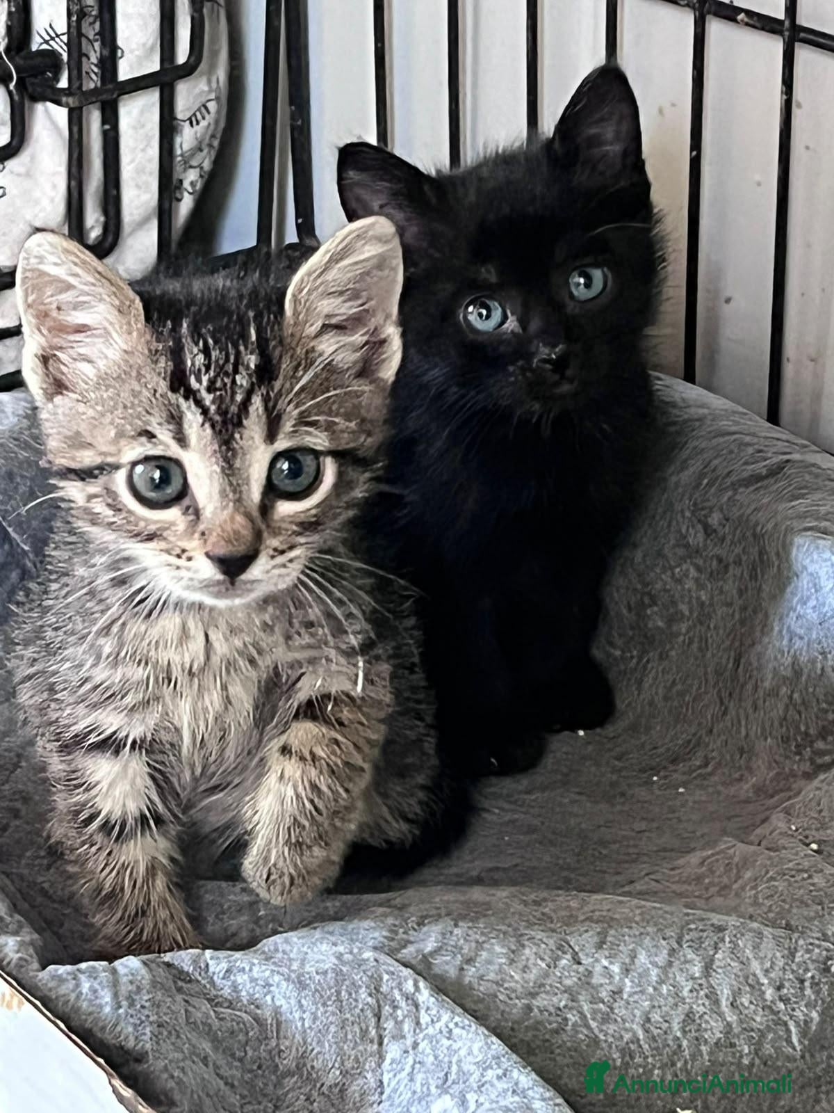 Europeo gatti Gattini adorabili 1 femmina 3 maschi  - Annuncio 7