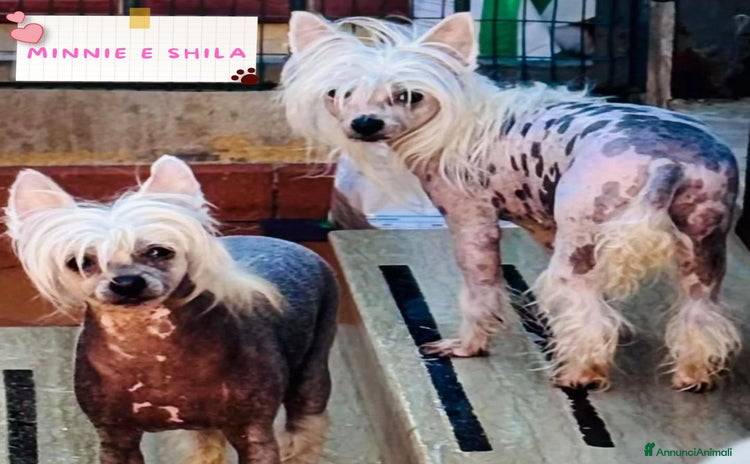 Altre razze cani - Annuncio 5