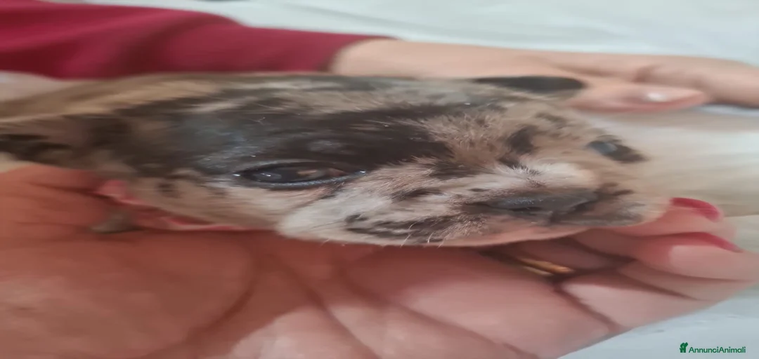 Immagine della galleria {{count}}