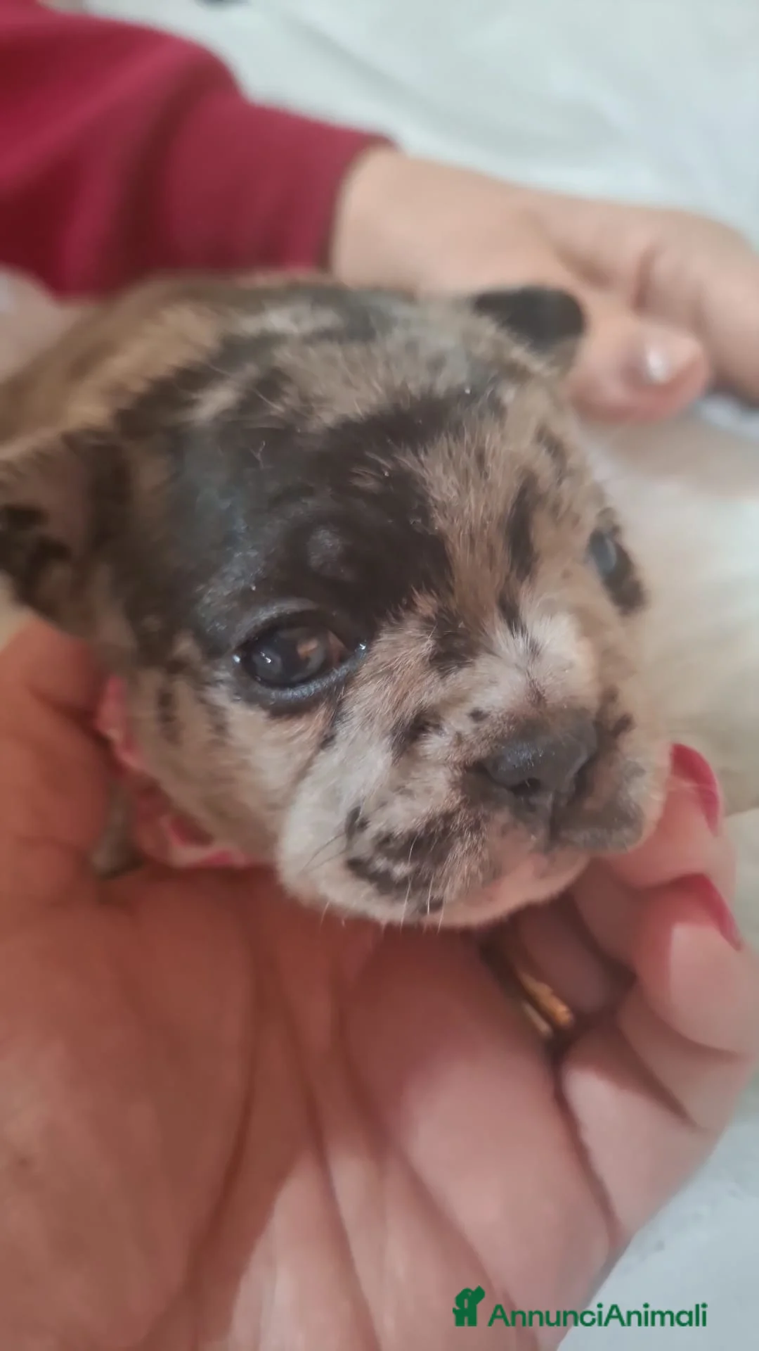 Immagine della galleria {{count}}