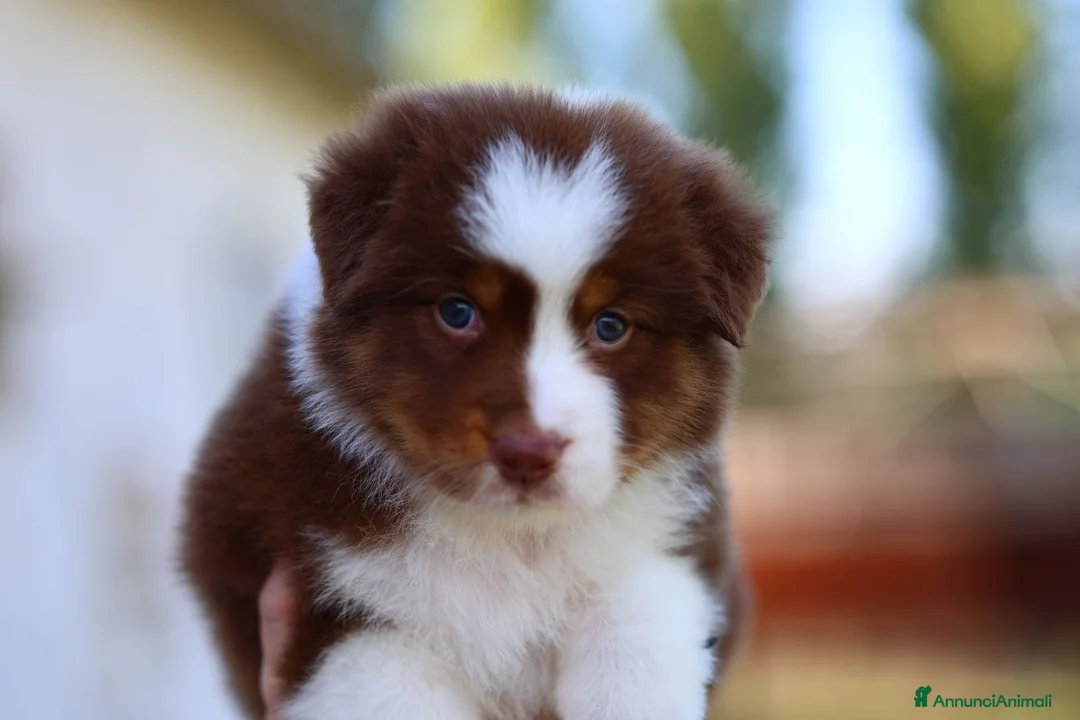 Australian Shepherd cani in vendita: Cuccioli di pastore australiano  - Annuncio 2