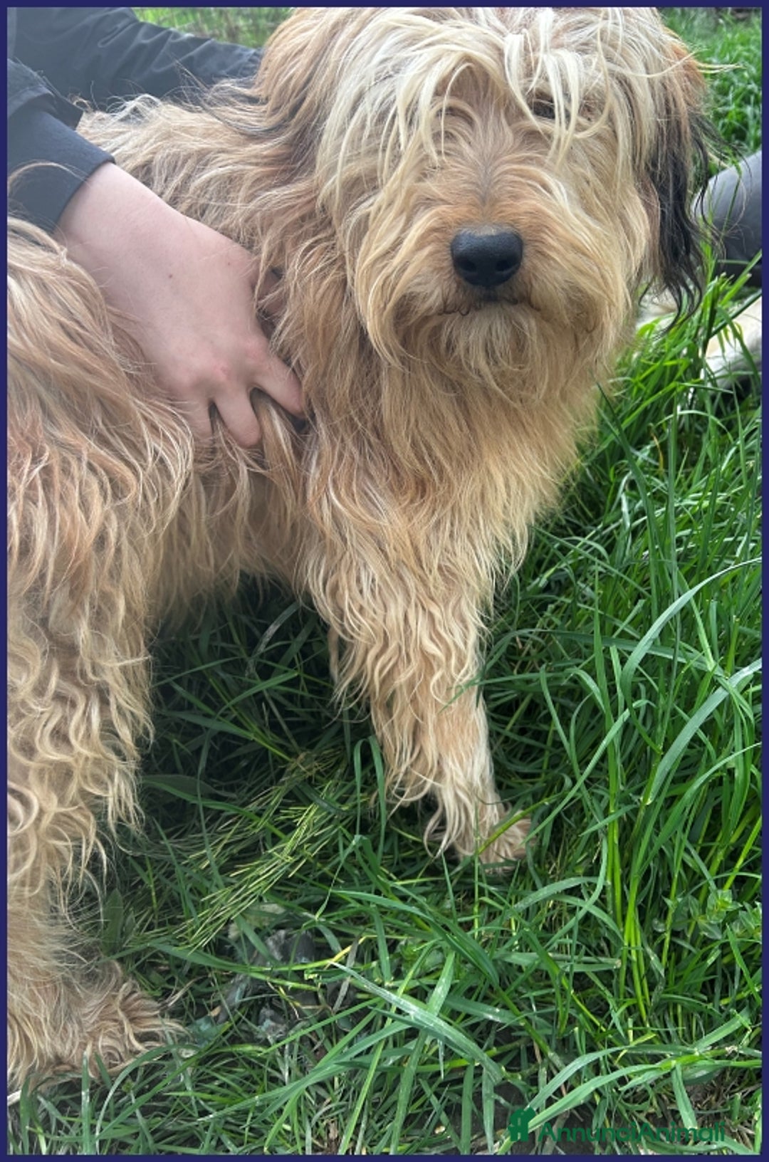 Spinone cani in regalo: FANGO DOLCE SPINONCELLO 2-3 ANNI SOGNA LA GIOIA DI a Città metropolitana di Milano - Annuncio 13