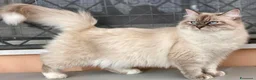 Siberiano gatti in vendita: gattine siberiane ipoallergiche - Annuncio 6