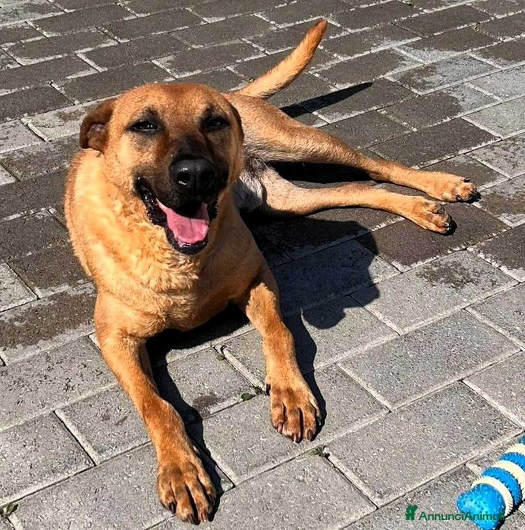 Meticcio cani in regalo: ARGO LUPETTO - Annuncio 2