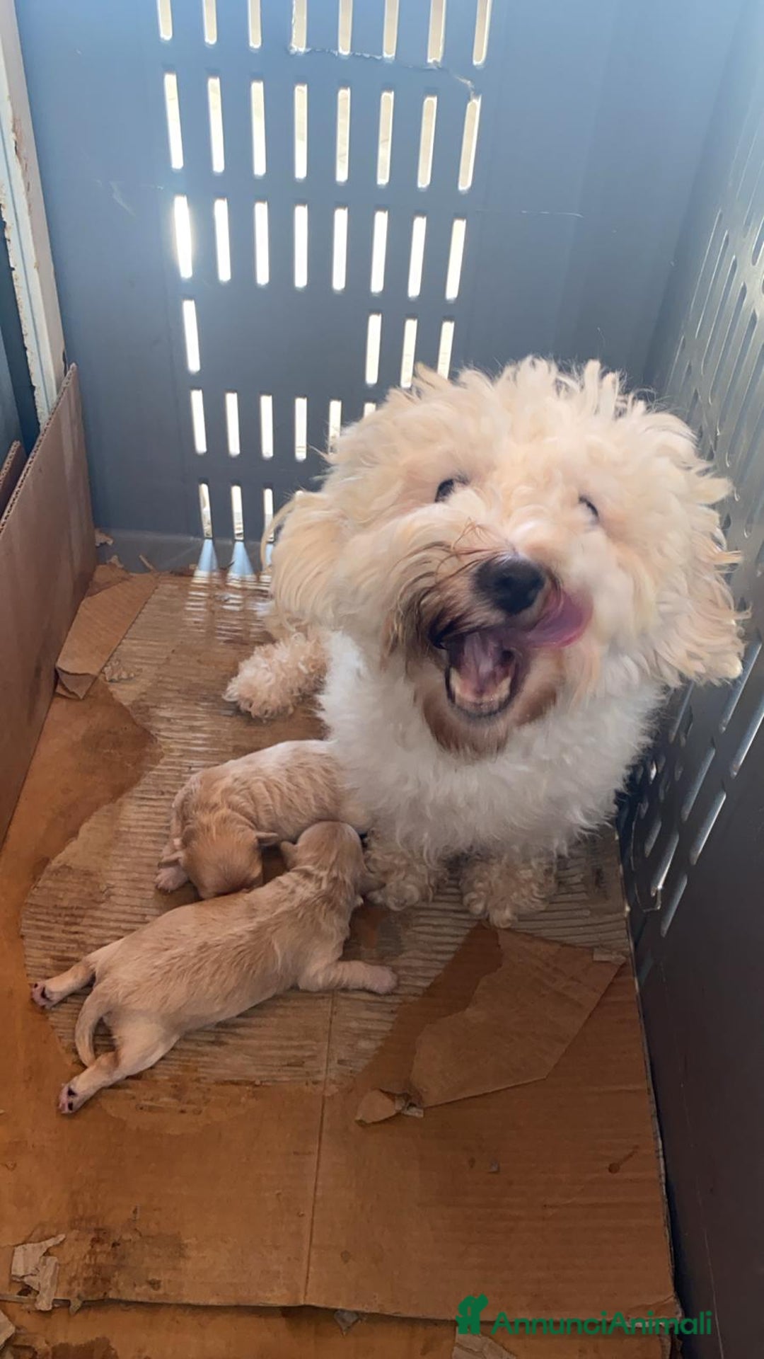 Maltese cani in vendita: Maltipoo a Provincia di Latina - Immagine 13