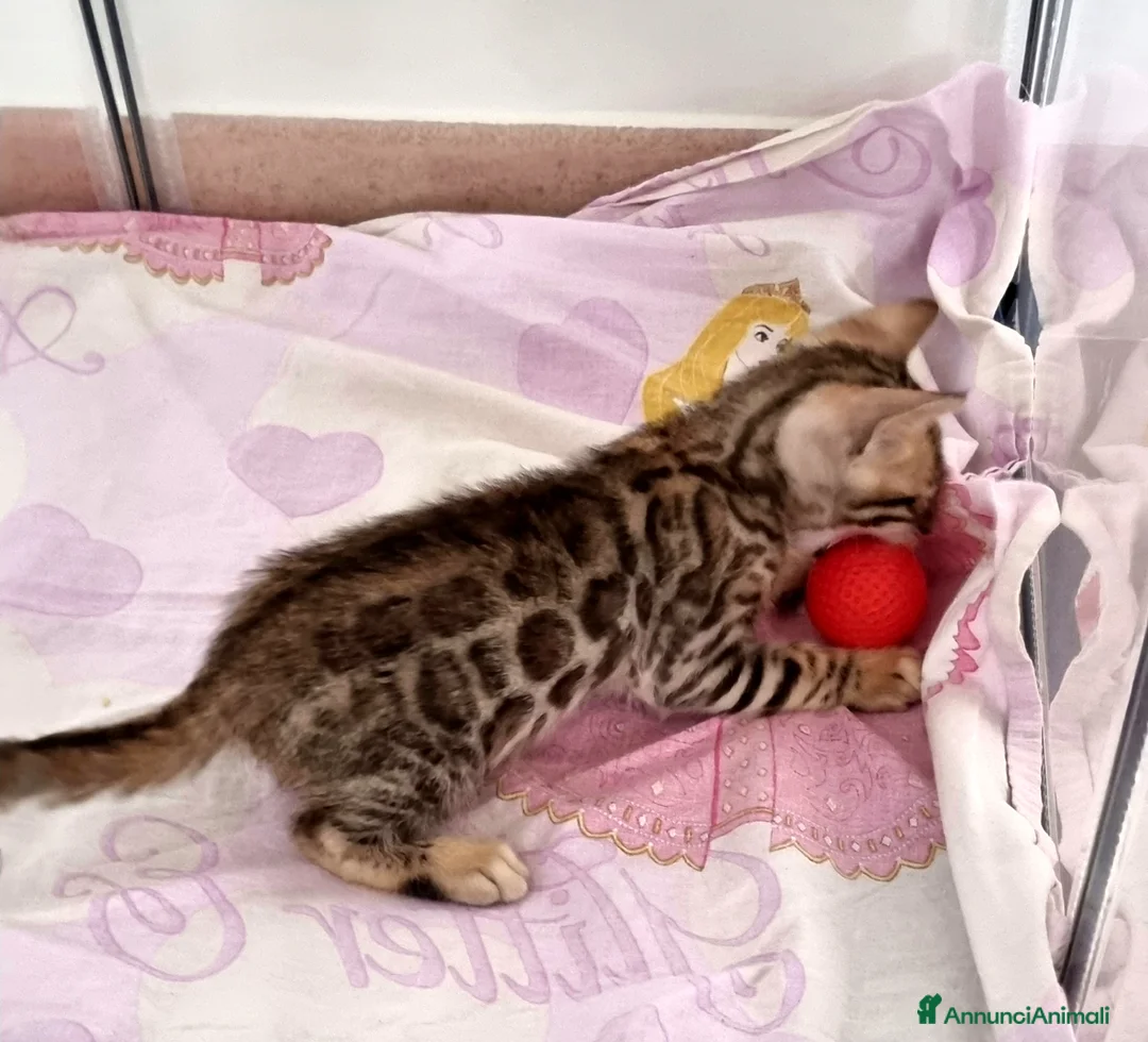 Bengala gatti in vendita: Cucciolo Bengala con Pedigree  - Annuncio 3