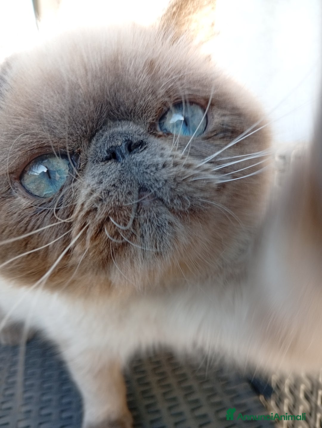 Exotic Shorthair gatti in vendita: Exotic Shorthair  - Annuncio 8