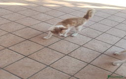 Meticcio gatti in regalo: Regalo due splendidi gattini! - Immagine 1