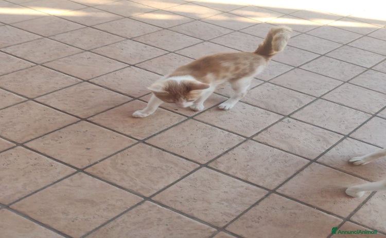 Meticcio gatti - Annuncio 17