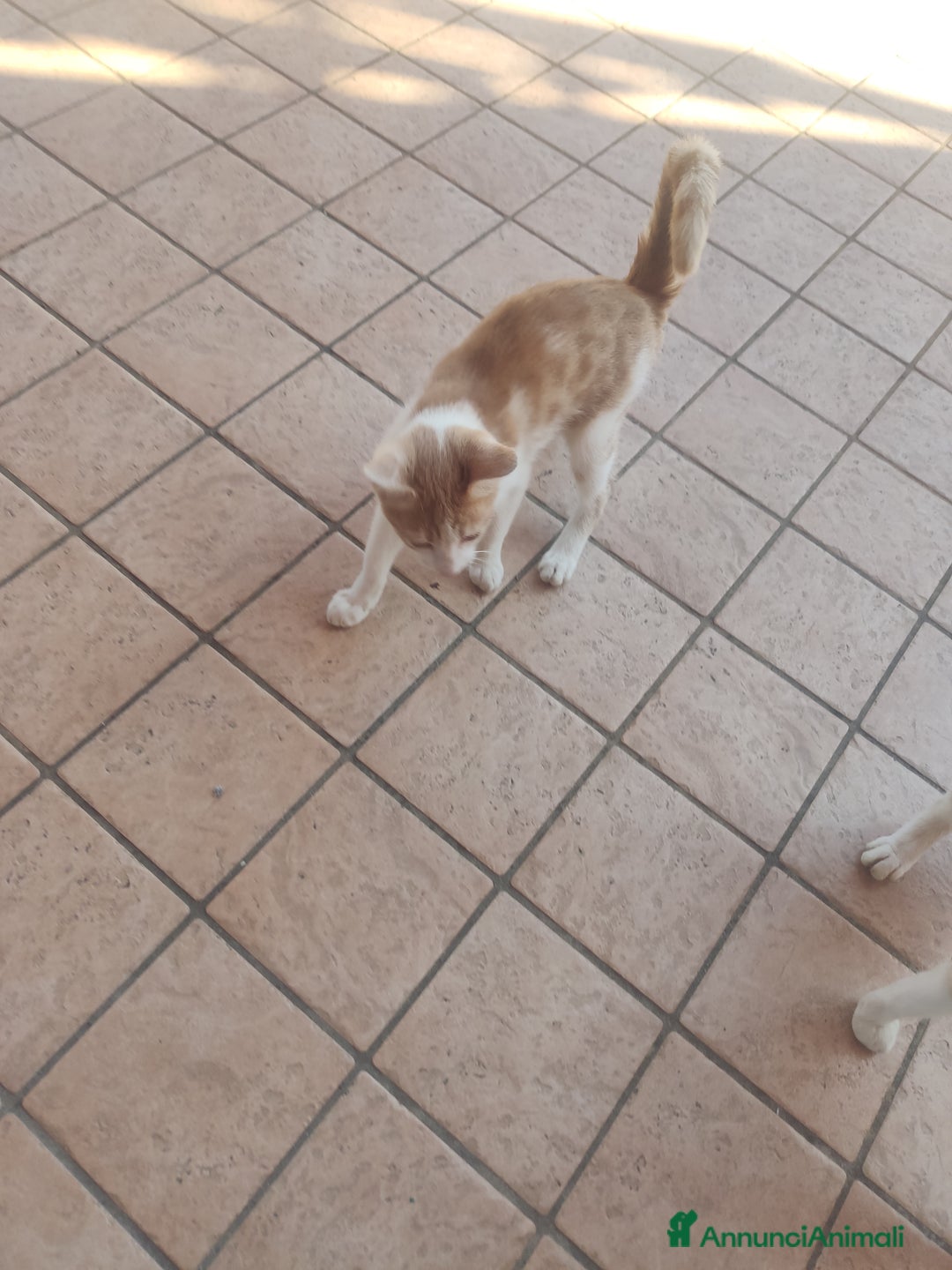 Meticcio gatti in regalo: Regalo due splendidi gattini! - Immagine 1