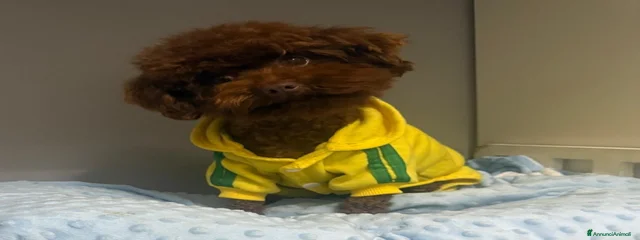 TEDDY