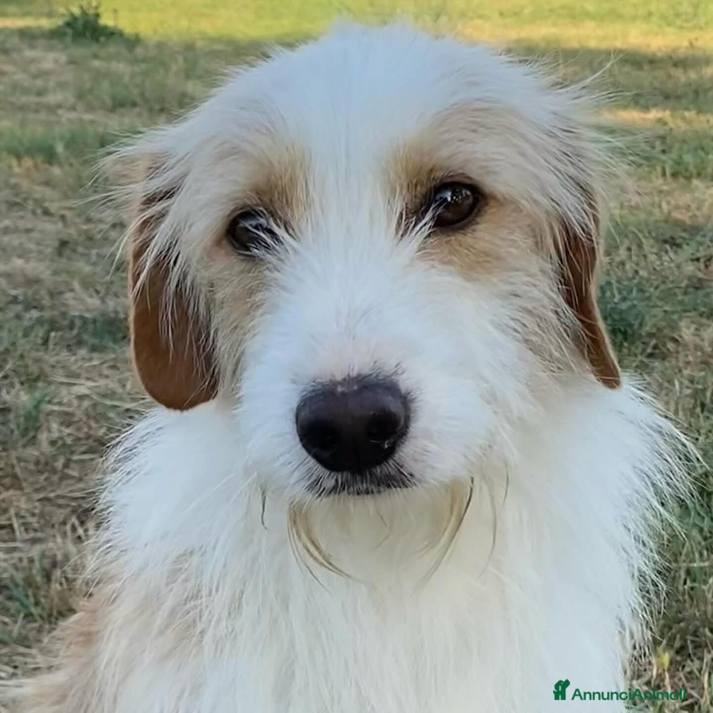 Meticcio cani LEONE dolcissimo spinoncino in adozione Latina - Annuncio 2