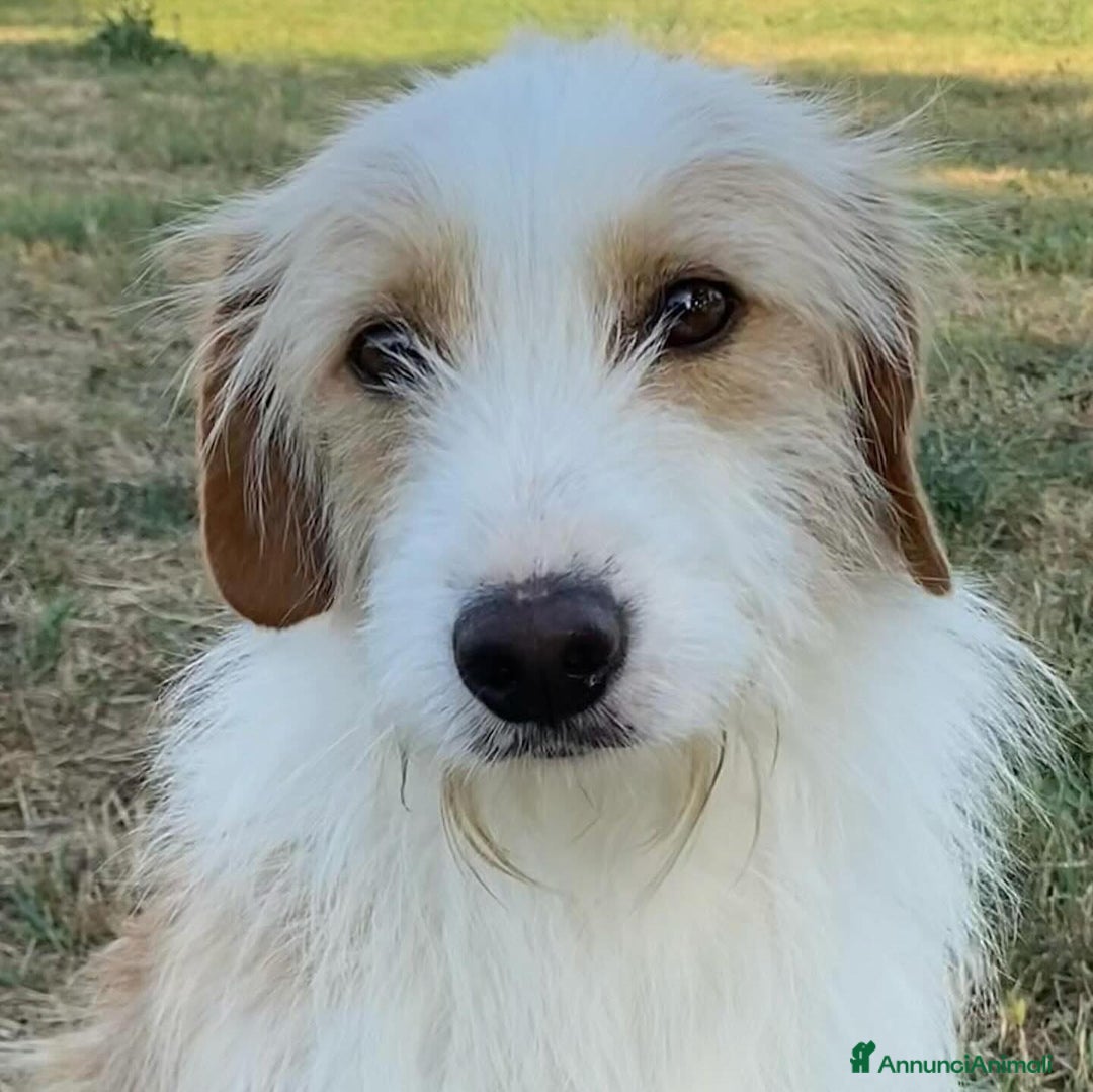 Meticcio cani in regalo: LEONE dolcissimo spinoncino in adozione Latina - Annuncio 2