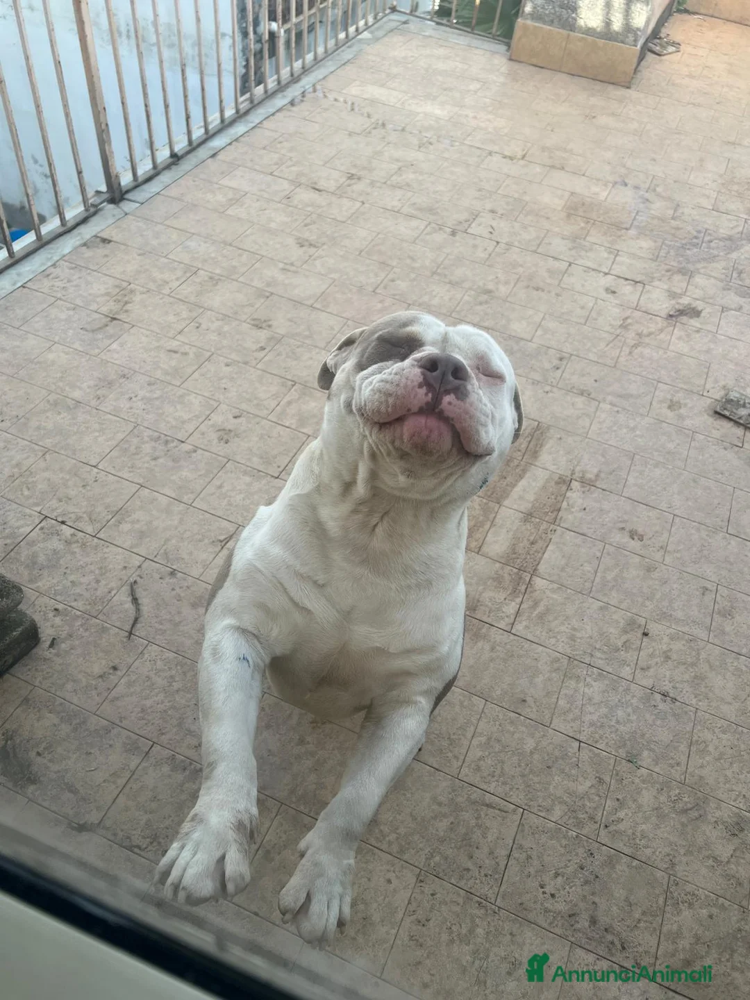 American Bully cani in vendita: American bully pocket - Annuncio 5