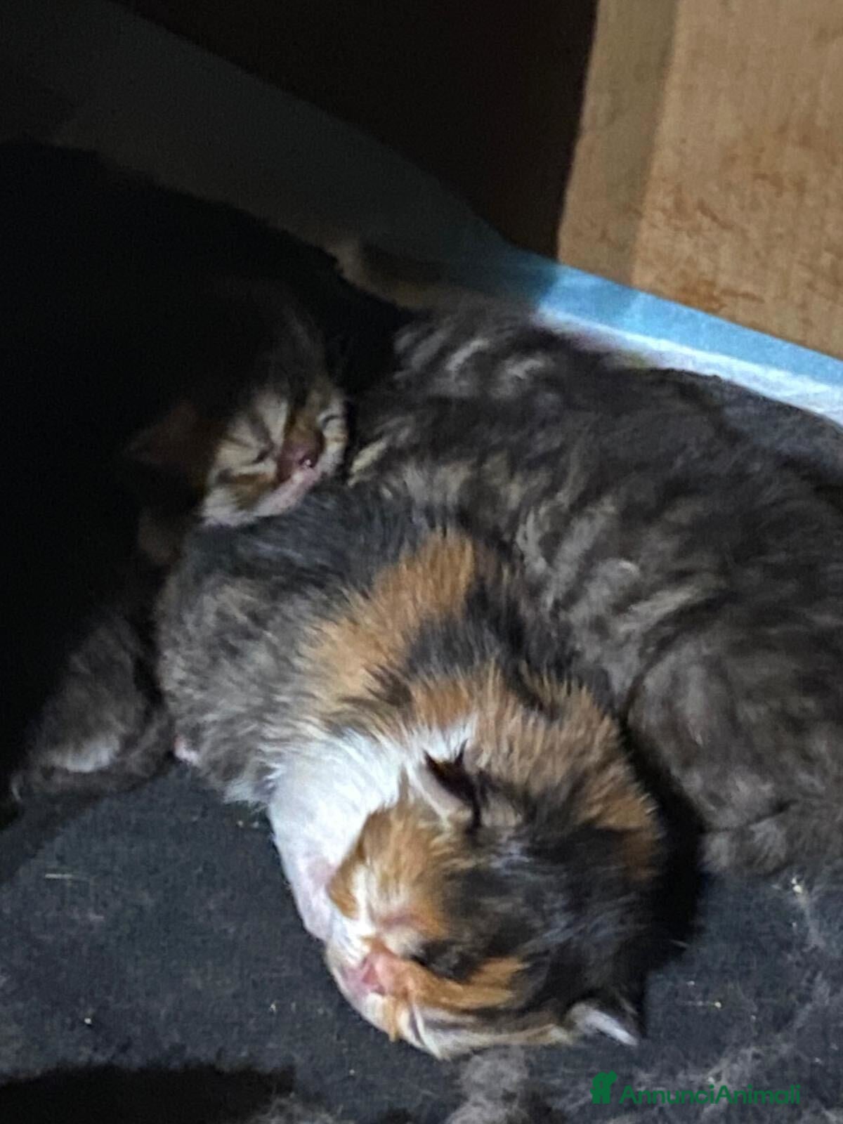 Persiano gatti Cuccioli di Gatto Persiano–DisponibiliDa fineMarzo - Annuncio 2