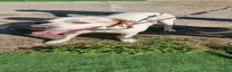 Pointer cani in regalo: LEVANTE🩷una pointer inglese da innamorarsi subito a Provincia di Pavia - Annuncio 3