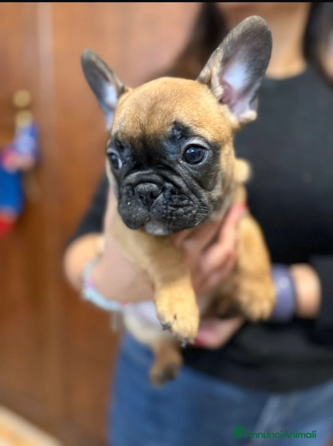 Bulldog Francese cani in vendita: Ultimi due cuccioli disponibili  - Annuncio 4