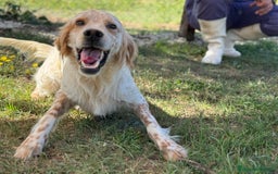 Setter Inglese cani in regalo: Spritz cucciolone similSetter socievole - Immagine 3