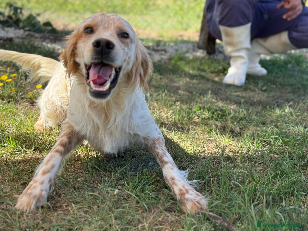 Setter Inglese cani in regalo: Spritz cucciolone similSetter socievole - Immagine 3