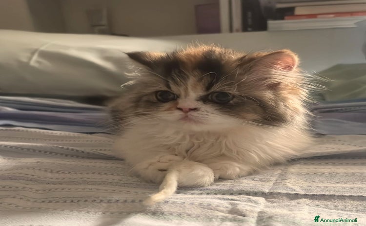 Persiano gatti a Provincia di Reggio Emilia - Annuncio 2