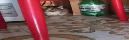 Europeo gatti in regalo: Si regalano cuccioli  - Annuncio 4
