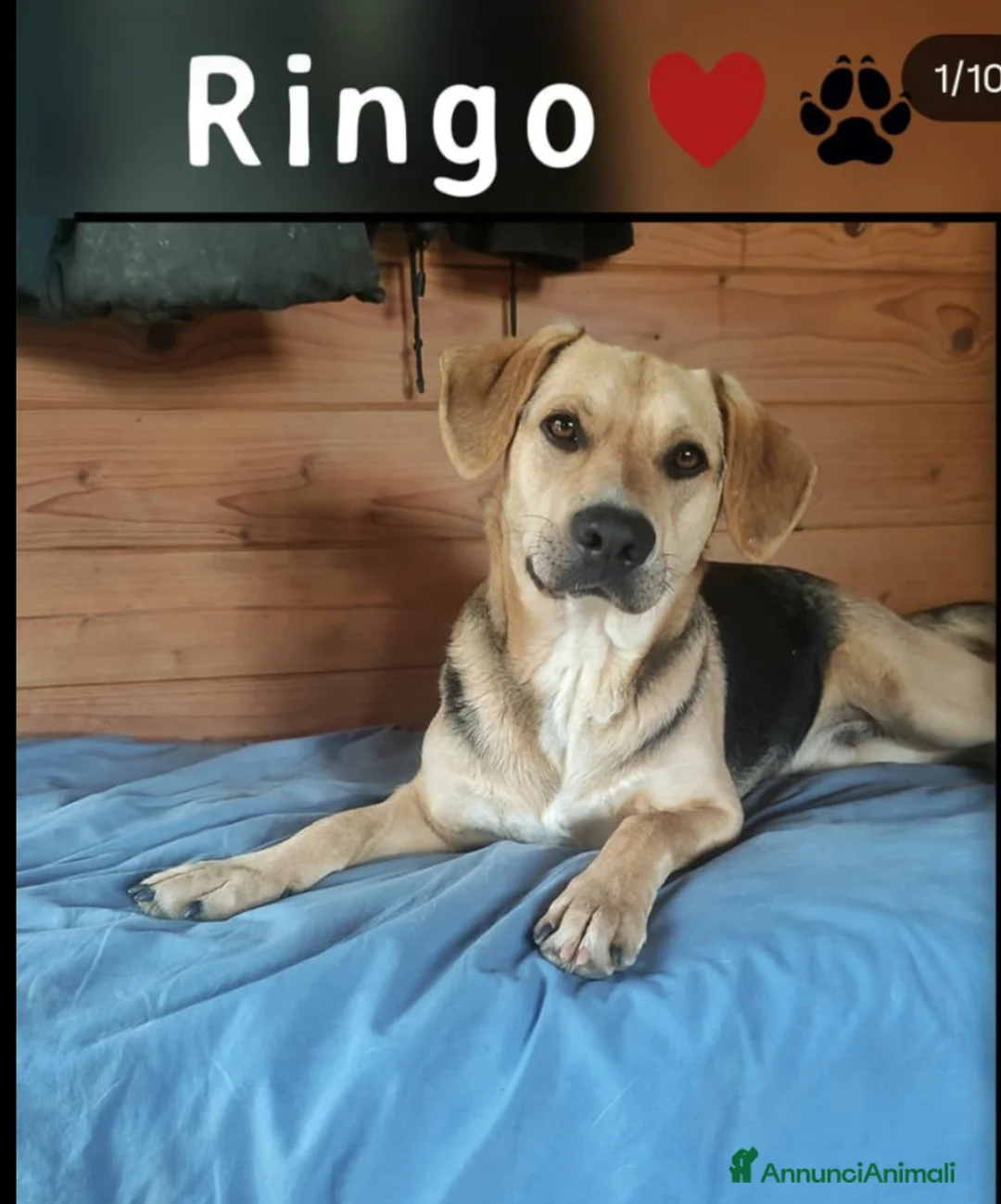 Meticcio cani in regalo: Mix Beagle/pastorino 3anni e 1/2 ok gatti.PISTOIA - Annuncio 1