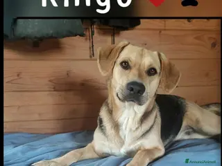 Meticcio cani Mix Beagle/pastorino 3anni e 1/2 ok gatti.PISTOIA - Annuncio 5