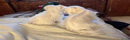 Maltese cani in vendita: Maltese MiniToy  - Annuncio 10