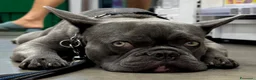 Bulldog Francese cani in vendita: Bulldog francesi esotici a Città Metropolitana di Torino - Annuncio 8