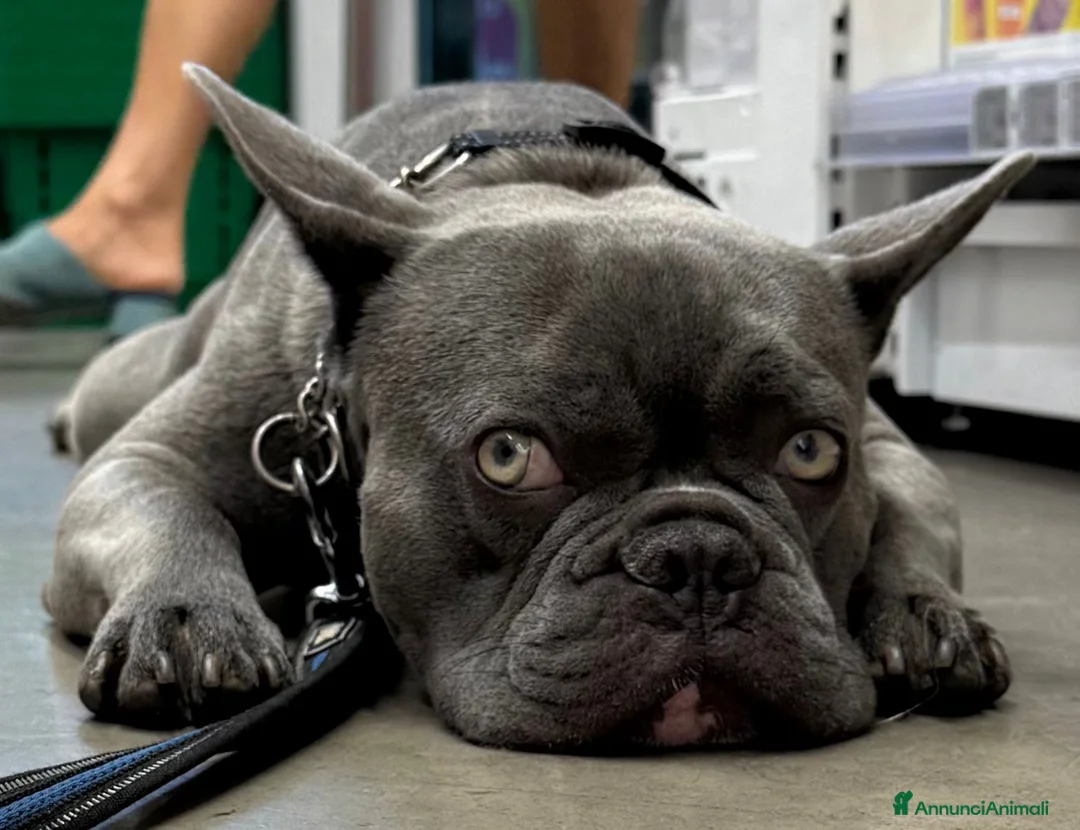Bulldog Francese cani in vendita: Bulldog francesi esotici a Città Metropolitana di Torino - Annuncio 8