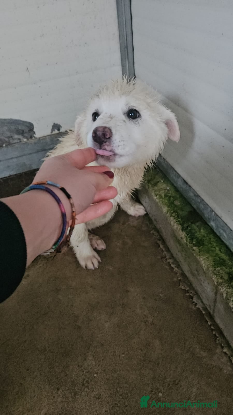 Meticcio cani Patatina: 4 mesi taglia grande  - Annuncio 2