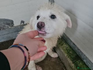 Meticcio cani Patatina: 4 mesi taglia grande - Annuncio 30