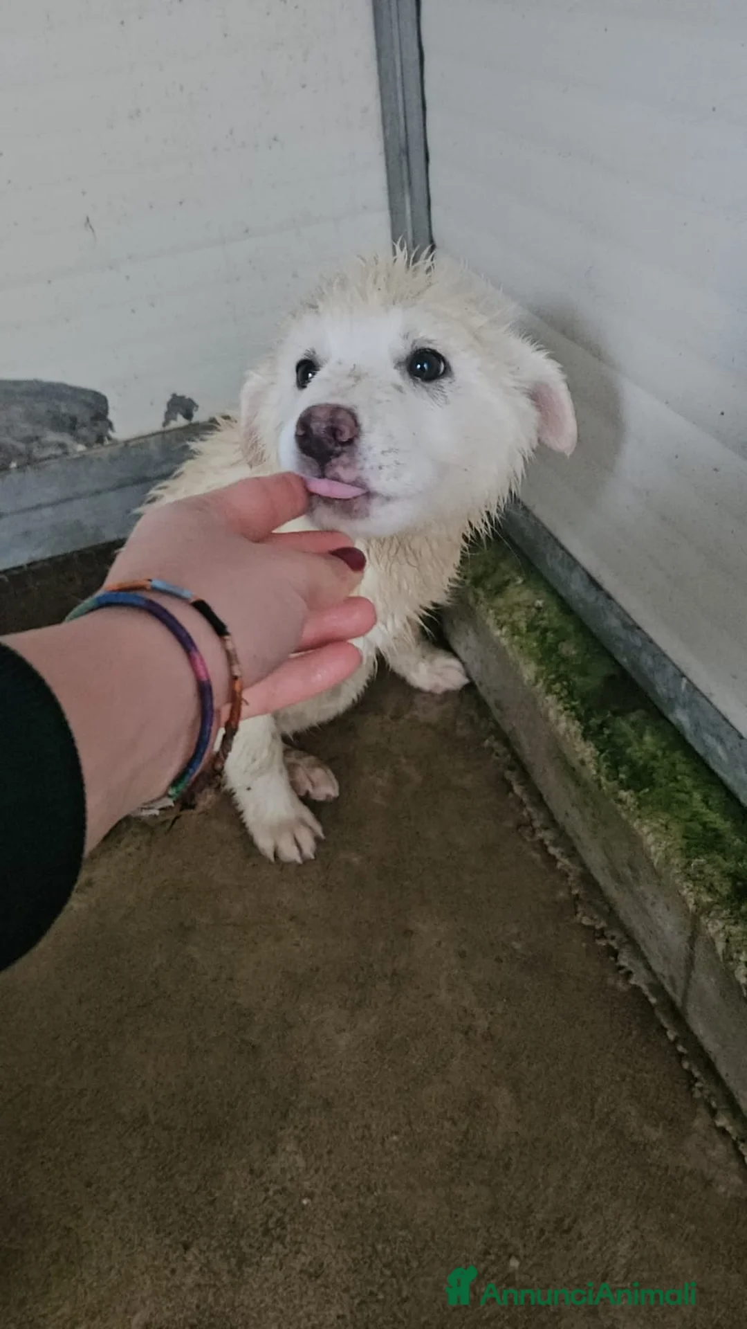 Meticcio cani in regalo: Patatina: 4 mesi taglia grande  - Annuncio 2