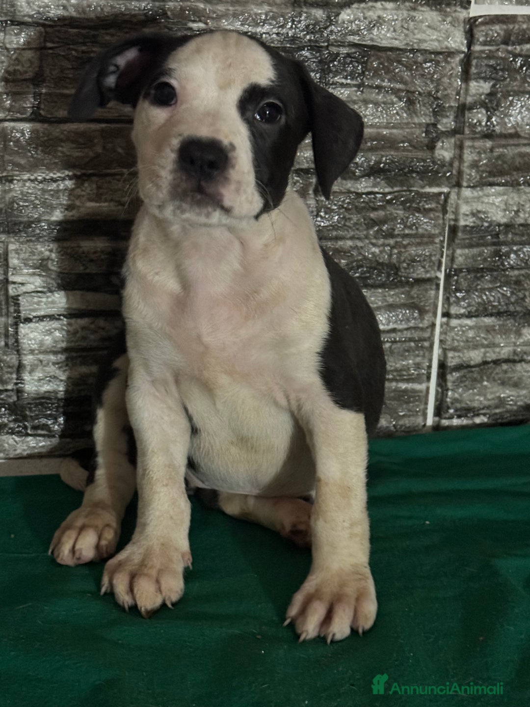 American Staffordshire cani in vendita: Amstaff  a Città metropolitana di Roma Capitale - Immagine 9