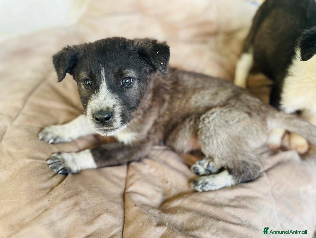 Meticcio cani in regalo: 4 cucciolotti meravigliosi cercano casa - Annuncio 13