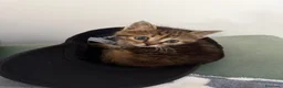 Europeo gatti in regalo: Cloe splendida micina tigrata a Città metropolitana di Milano - Annuncio 4