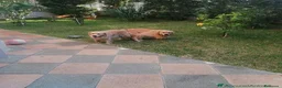 Golden Retriever cani in vendita: Cuccioli di Golden Retriever con Pedegree ENCI  - Annuncio 7