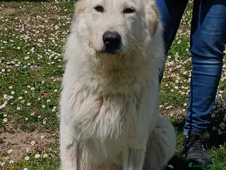 Meticcio cani ROBERTA PAROLA D'ORDINE ALLEGRIA, IN ADOZIONE - Annuncio 22