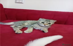 Scottish gatti in vendita: Scottish Straight e fold a Provincia di Piacenza - Immagine 8