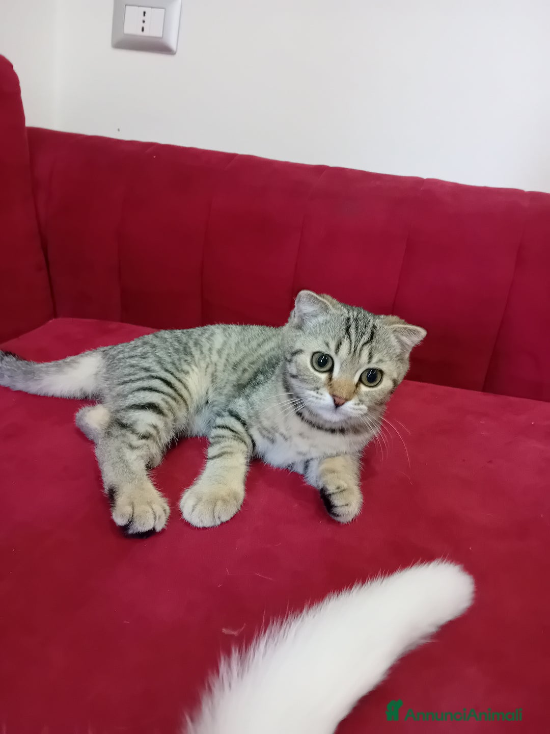 Scottish gatti in vendita: Scottish Straight e fold a Provincia di Piacenza - Immagine 8