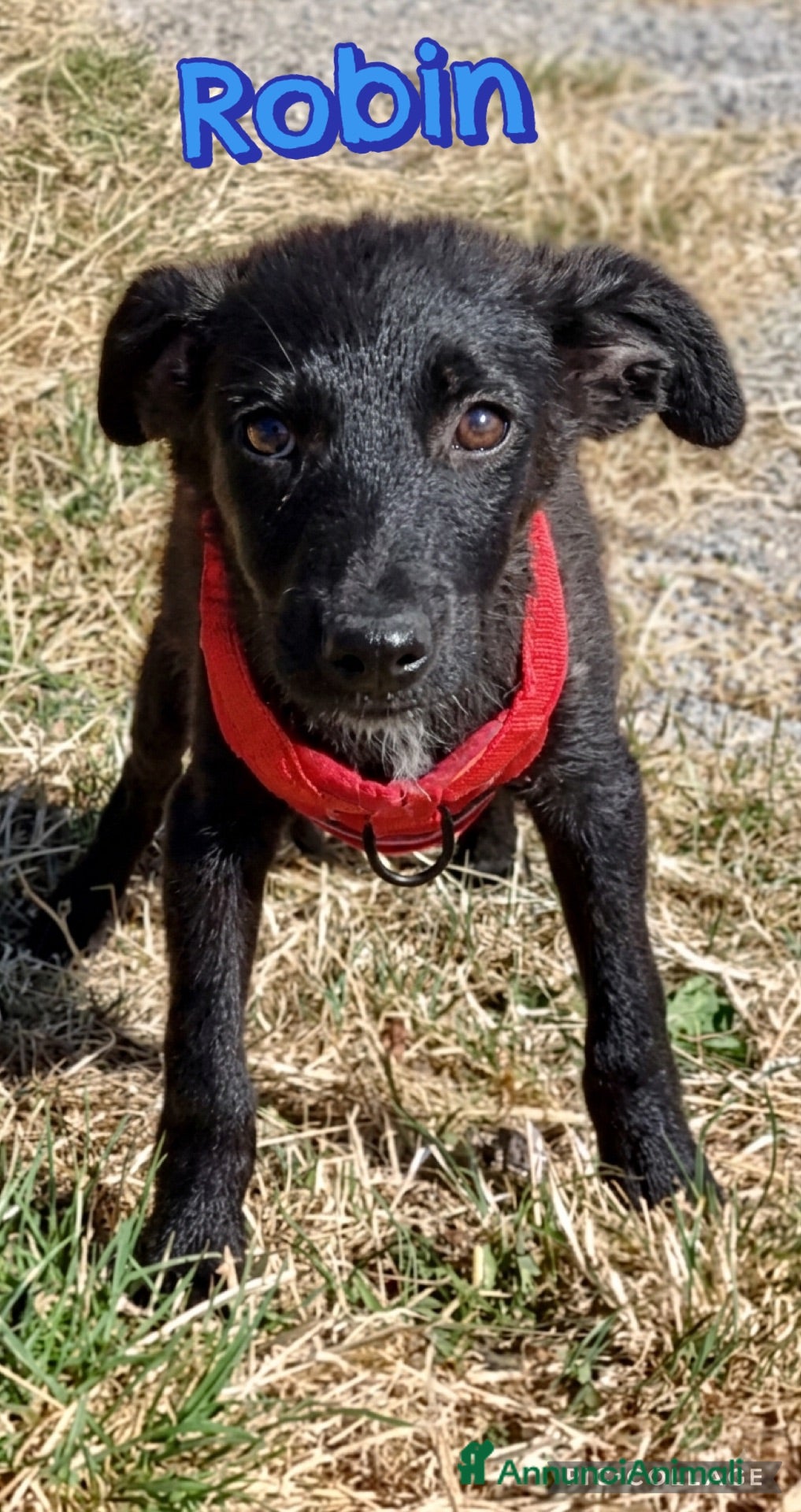 Meticcio cani Robin - Annuncio 35