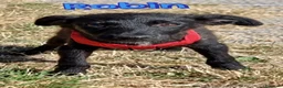 Meticcio cani in regalo: Robin - Annuncio 1