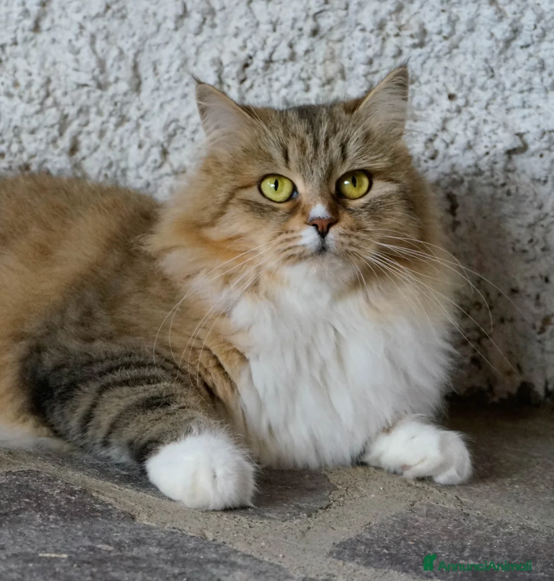 Immagine della galleria {{count}}