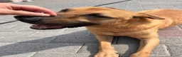 Meticcio cani in regalo: ARGO CERCA CASA - Annuncio 7